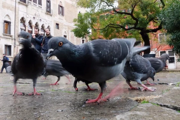 Dangerous Pigeons: Do They Really Carry Infections?