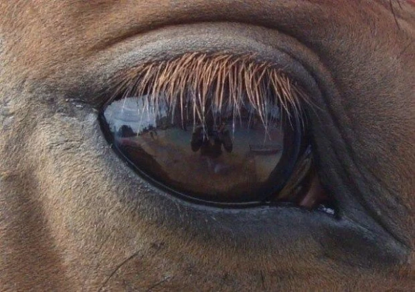 Local Traders Disdain Milk from Latvian Cows