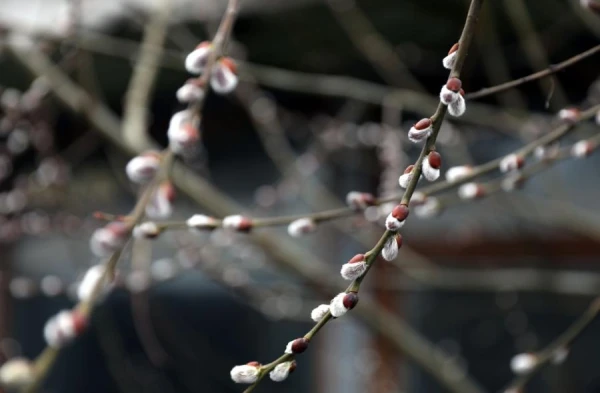 The beginning of March in Latvia was four degrees warmer than usual