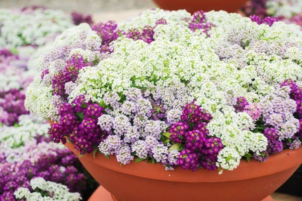 Which Annuals Bloom First: 5 Unpretentious Flowers for the Flower Bed