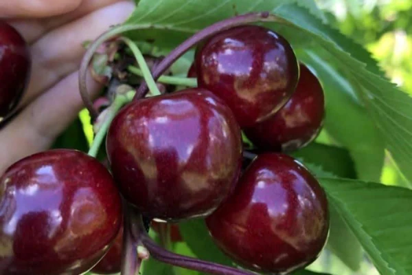 The Familiar Berry Proved Useful Against an Aggressive Form of Cancer