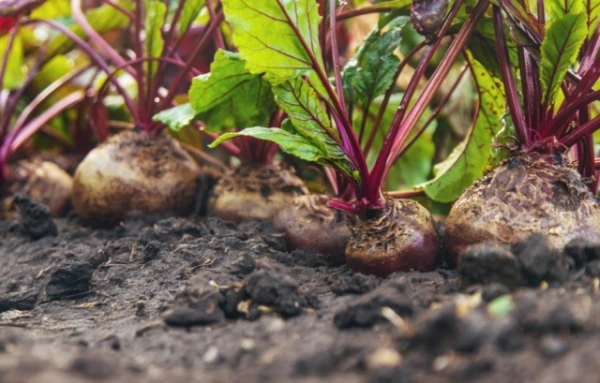 A Simple Product That Can Help with Hypertension Has Been Named