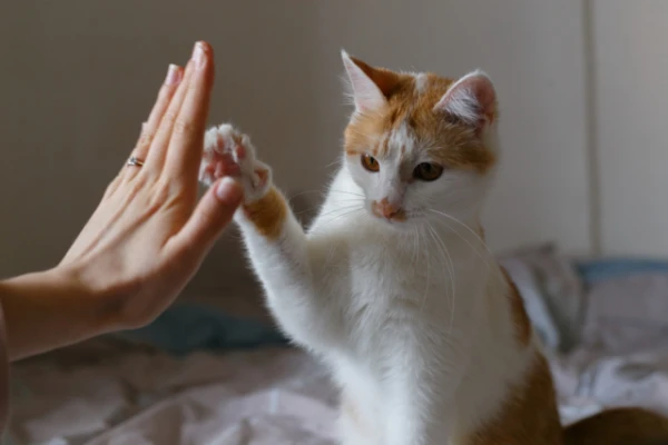 How Cats Became Companions to Humans: The History of Domestication