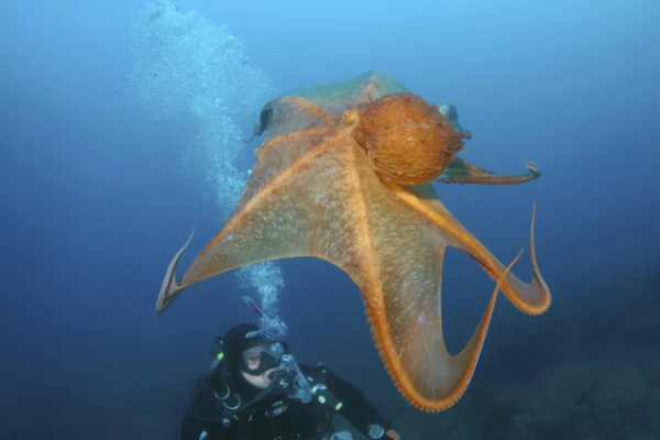 Why Do Octopuses Resemble Aliens?