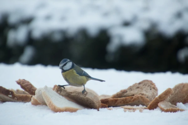 An Expert Explained What Food Can Harm Urban Birds