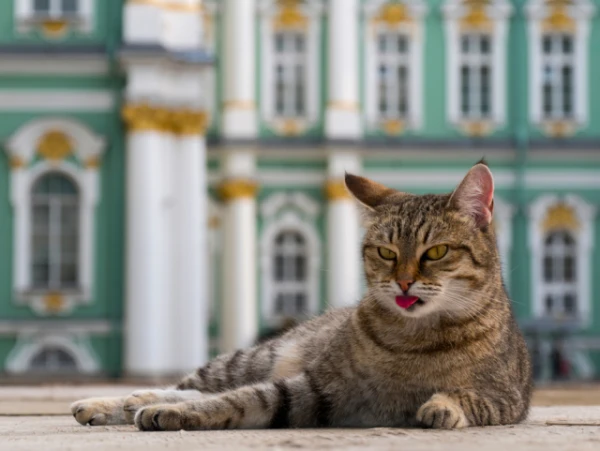 Can Cats Work for Humans? Here’s How 5 Attempts to Train Cats for ‘Professions’ Ended