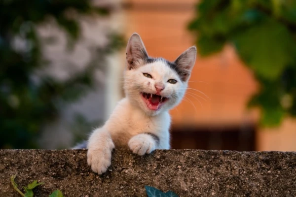 What Can Constant Conversations with a Cat Lead To?