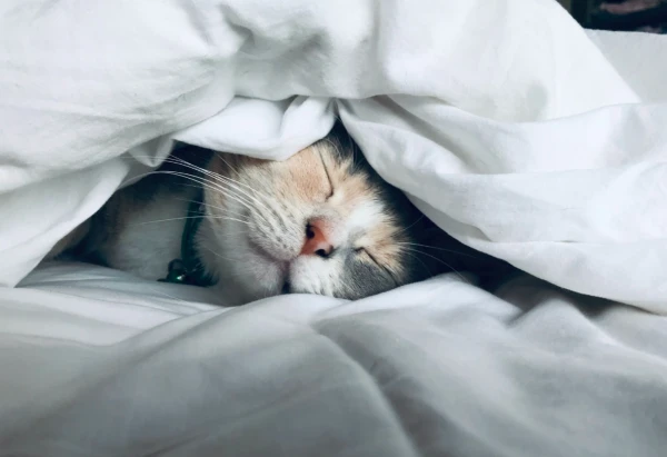 Military Technique for Quick Sleep Revealed