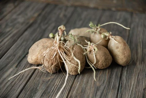 How to Slow Down the Sprouting of Potato Seeds?