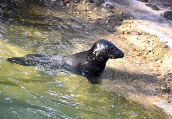Seal Days at the Zoo