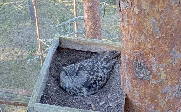 Long-awaited return: after several years off the air, owls can once again be observed live