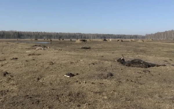 79 dead animals in Kemeri National Park: foundation leader rejects accusations