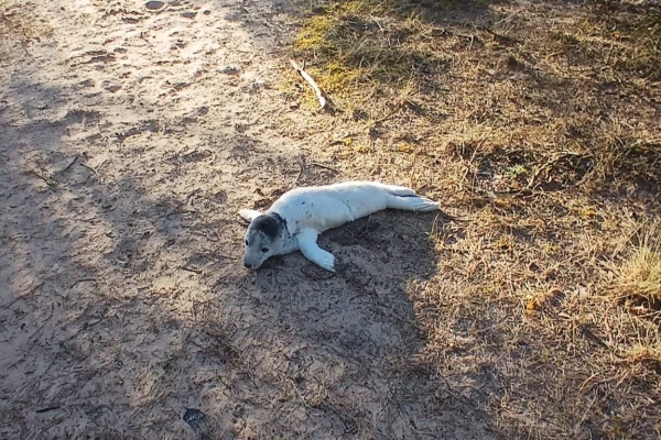 Crawled along the old tank road: Ventspils police helped a seal pup return to the sea