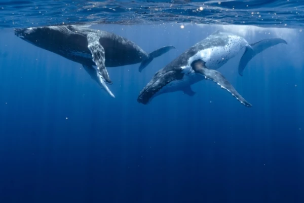 5 Incredible Facts About Whales That May Surprise Even Ocean Experts