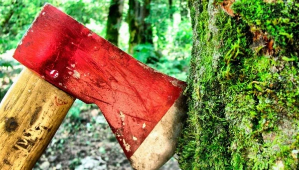 The Most Common Environmental Crimes — Unauthorized Logging and Damage to Trees