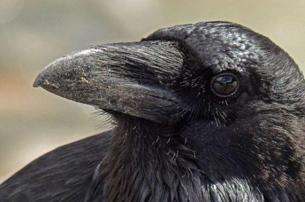 Why do predators avoid eating crows?