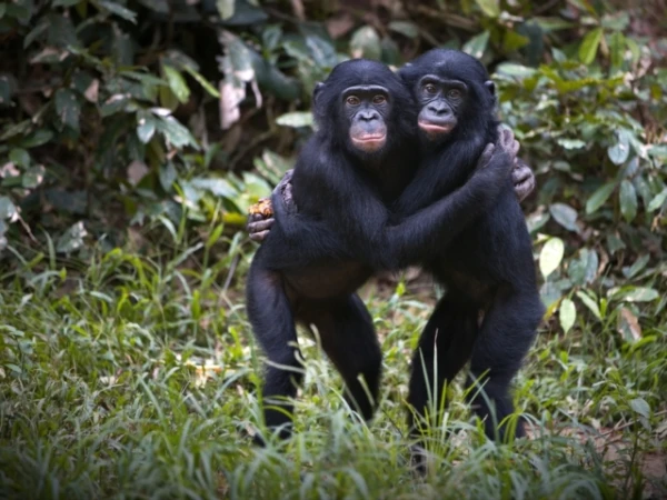 Bonobos Turned Out to Be Less Peaceful: Study Compared Them to Chimpanzees