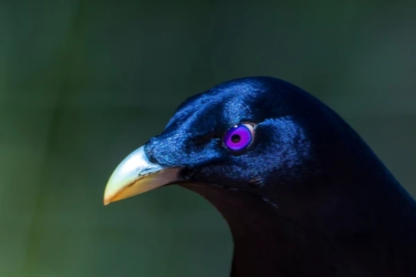 Atlas Bowerbird: A Bird with Amazing Purple Eyes