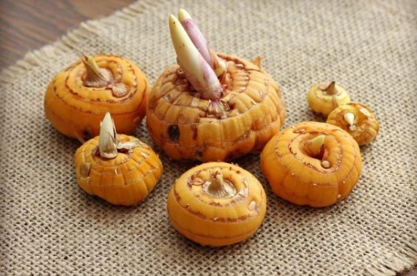 How to Properly Propagate Gladiolus?