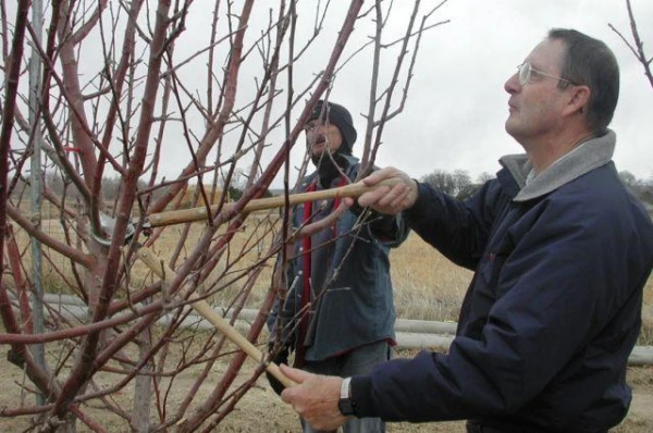 How to Properly Prune Cherry and Sweet Cherry Trees?