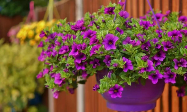 Biologist Talks About a Beneficial Flower for the Garden