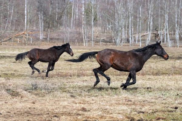 Rain will continue on Monday, while the sun will shine in Latgale