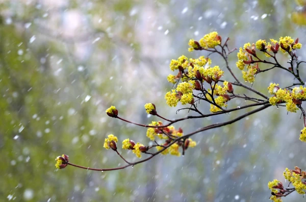 The Tenth Consecutive Day (and Last) of Temperature Records in Latvia