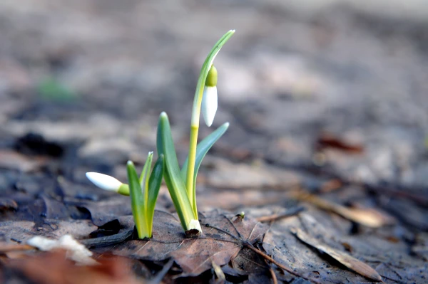 In Latvia, new temperature records for the 10th consecutive day
