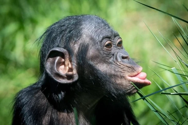 Is it possible to transfuse chimpanzee blood to humans?