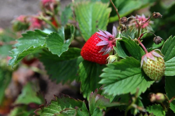 Strawberry Producers Discuss When the First Latvian Berries Will Appear This Year