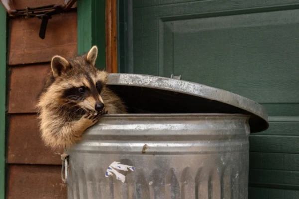 The Natural Curiosity of Raccoons Explains Their Ability to Colonize Cities