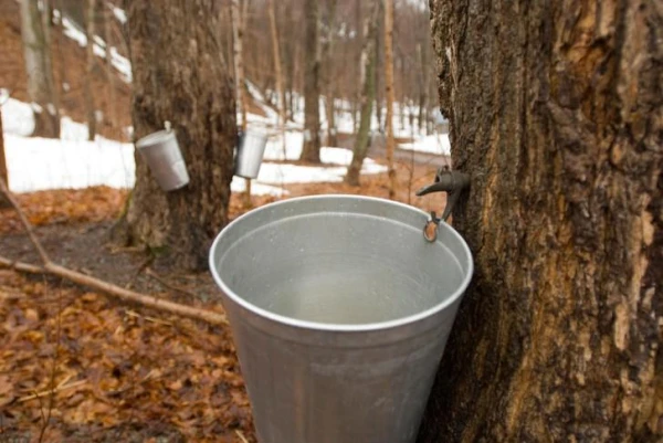 How is maple syrup produced?