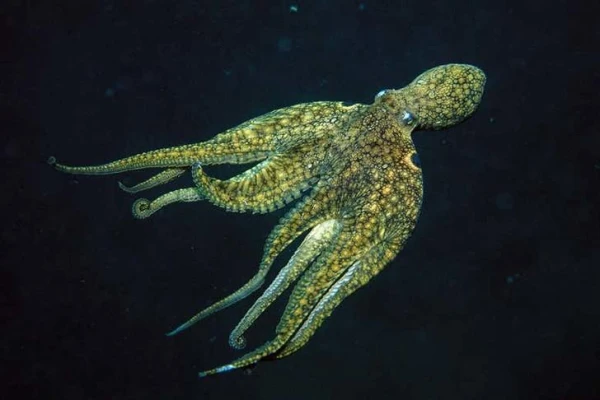 Five Interesting Facts About Octopuses