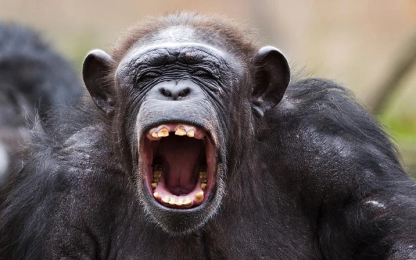 Five Interesting Facts About Chimpanzees