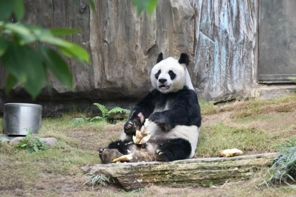 Vulnerable Position: Why Pandas Are Considered an 'Endangered Species'