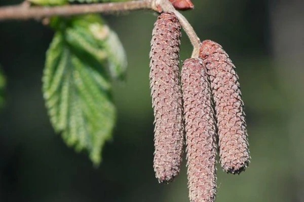 Which plants can be considered the first spring flowers?