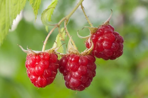 How to Properly Care for Raspberries in the Spring at the Cottage?