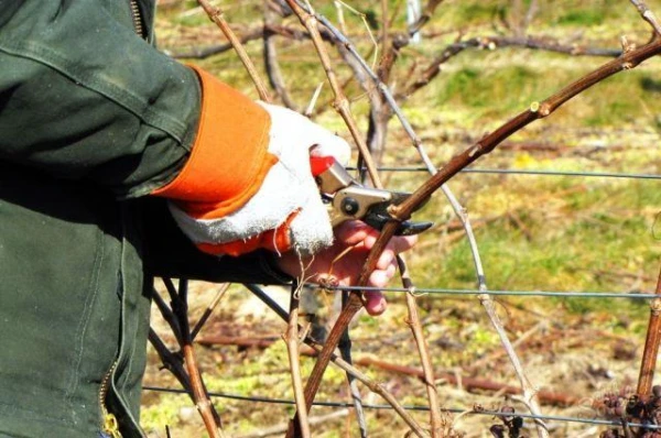 How to Properly Conduct Grape Yield Normalization in Spring?