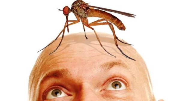 Why Are Mosquitoes Needed?