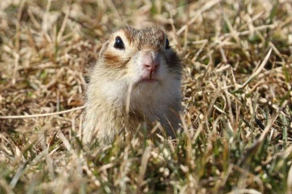 What record have Belarusian gophers set?