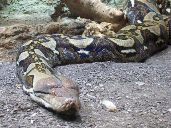 Scientists Proposed Breeding Pythons for Meat Production