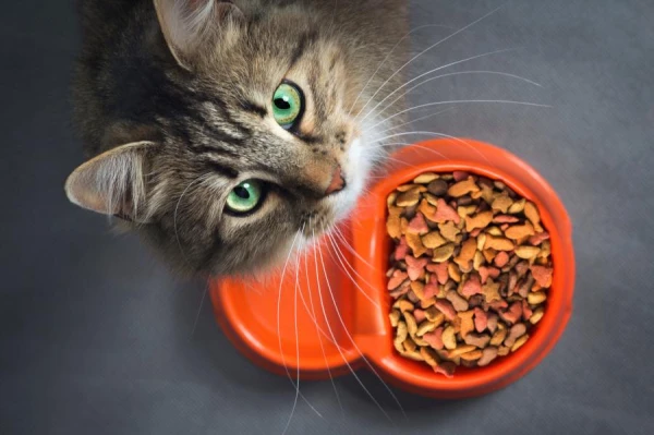 The World's First Cultivated Meat Cat Food Launched in England