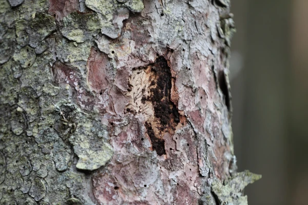 Damage from the spruce bark beetle in forests will become noticeable in early May