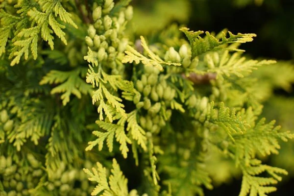 Causes of Spring Burns in Coniferous Plants and Ways to Save Them