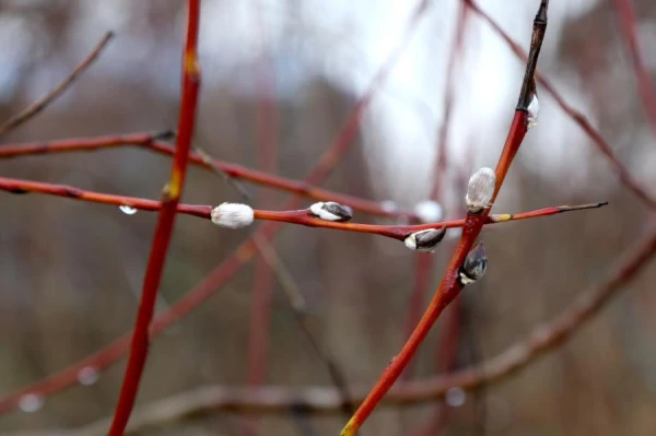 Verbonositsa: What to Do on March 21 to Avoid Misfortunes and Attract Good Luck