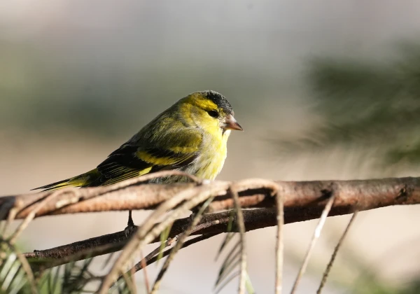 Cool Nights and Spring-like Warm Days Expected in Latvia