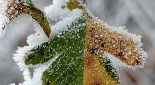 Frosts Will Hit Latvia - Meteorologists