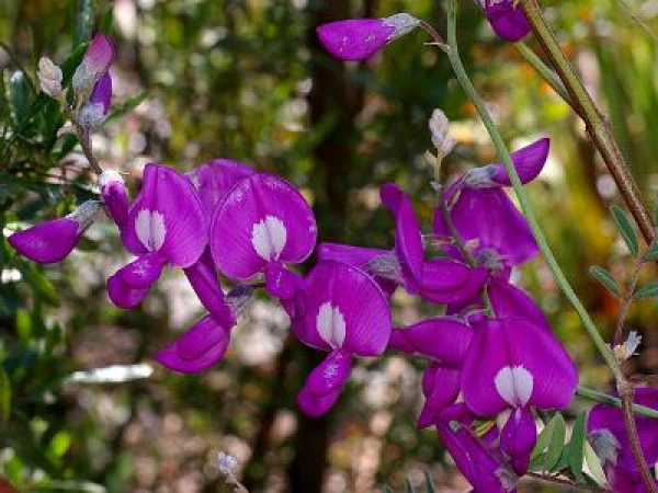 Sheep Sacrifice Themselves for Toxic Pea
