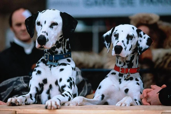 Why are Dalmatians considered 'carriage dogs'?