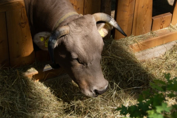 Ox, Bull, Cow: What’s the Difference?